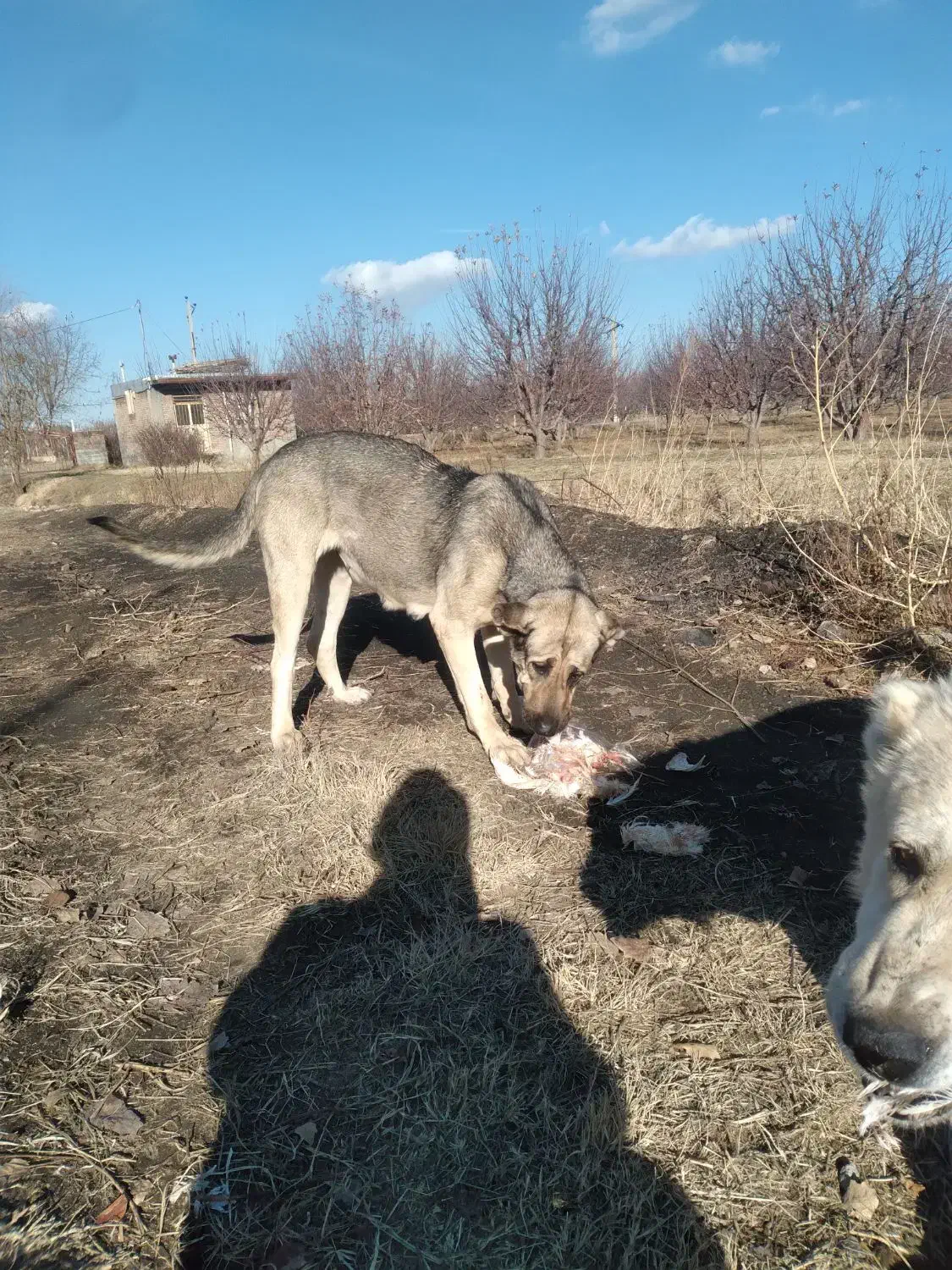 سگ گله|سگ|محمدبار, |دیوار