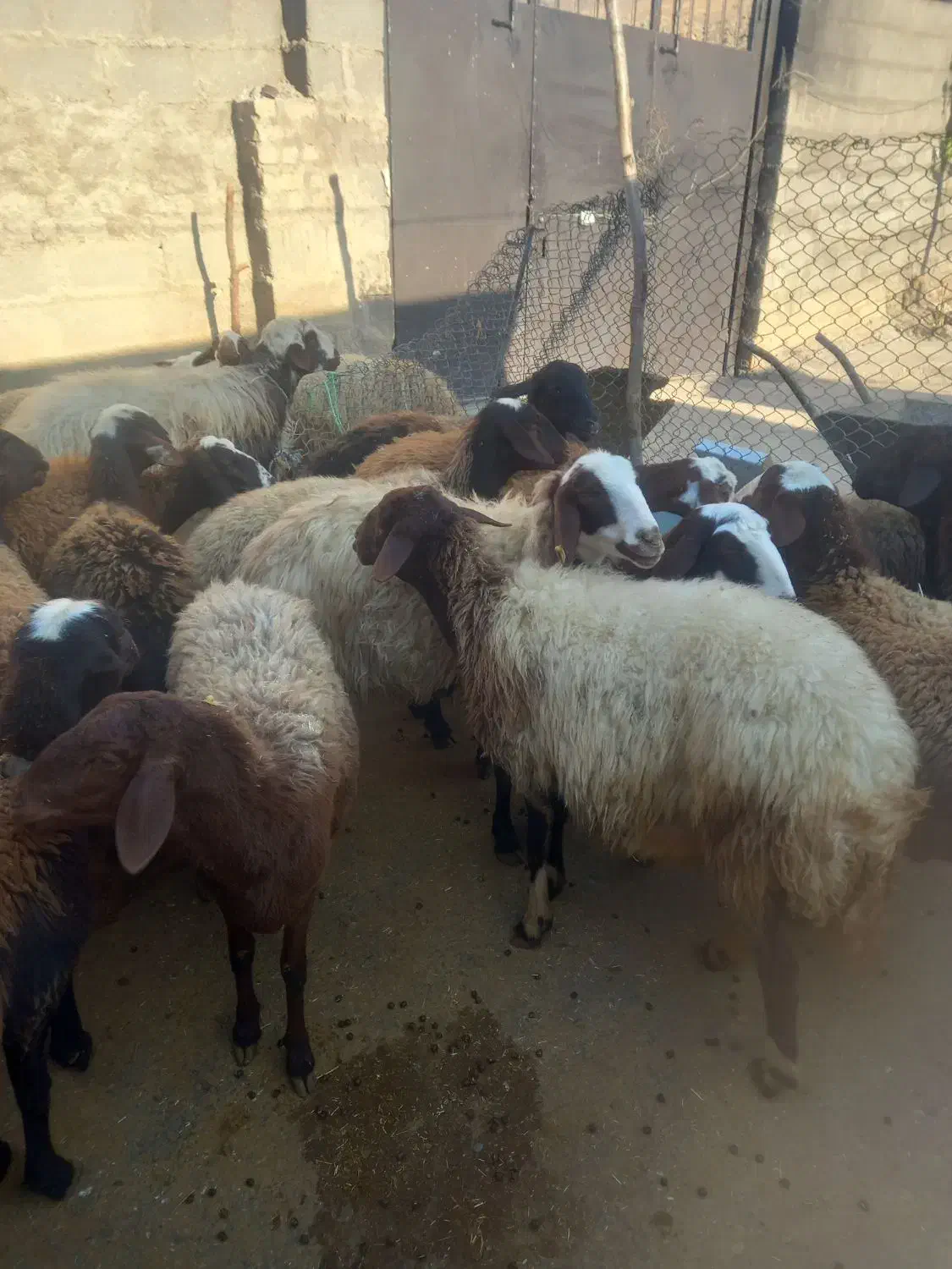 گوسفندداشتی|حیوانات مزرعه|بیرانوند, |دیوار