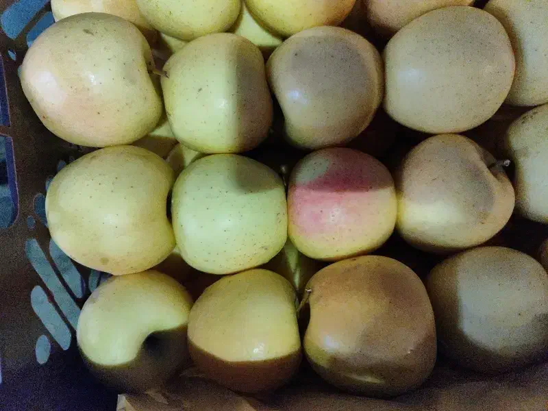 سیب درج یک|عمده‌فروشی|اهر, |دیوار