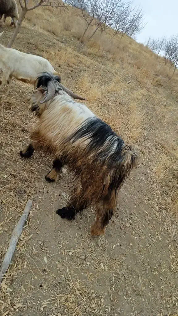 چپیش گله داری|حیوانات مزرعه|کوهرنگ, |دیوار