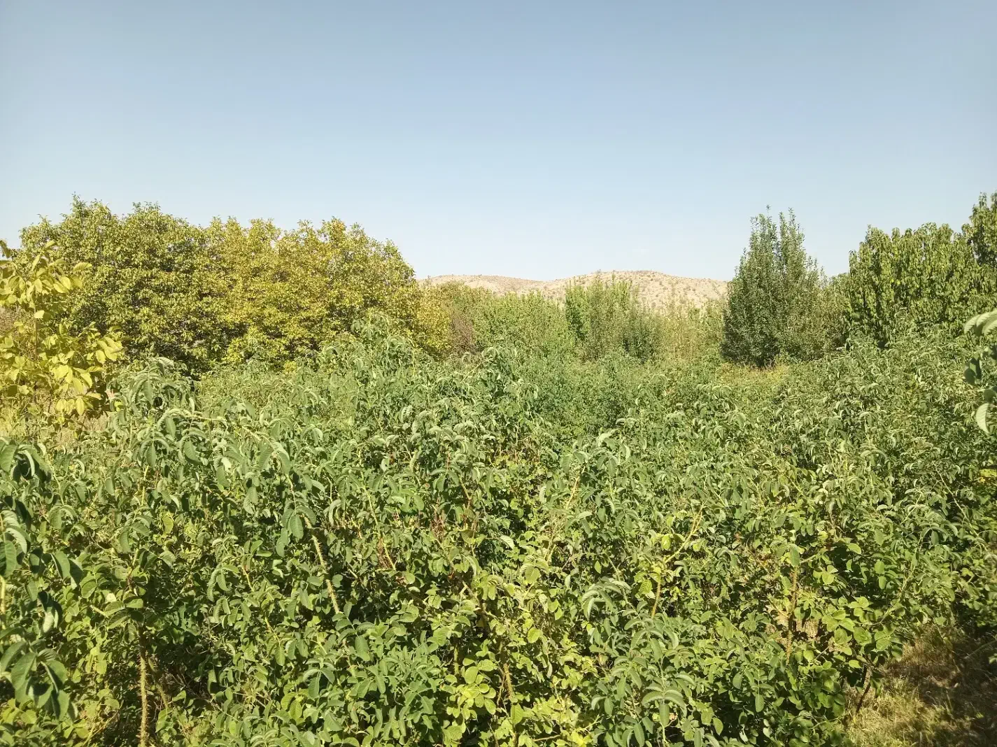 فروش تعداد زیادی بوته گل محمدی در رابر|گل و گیاه طبیعی|رابر, |دیوار