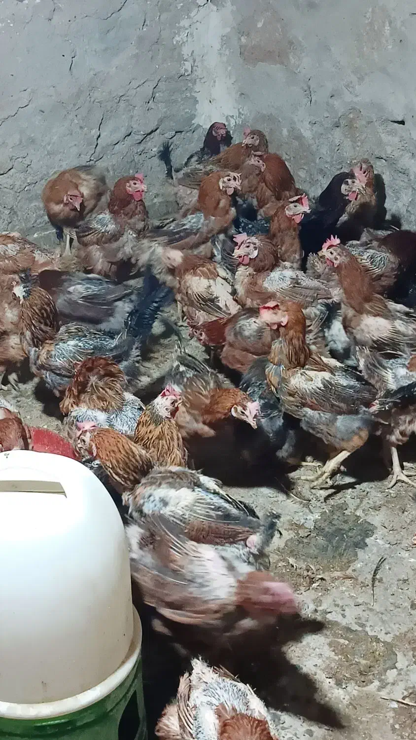 مرغ محلی تخمگذار|حیوانات مزرعه|رامهرمز, |دیوار