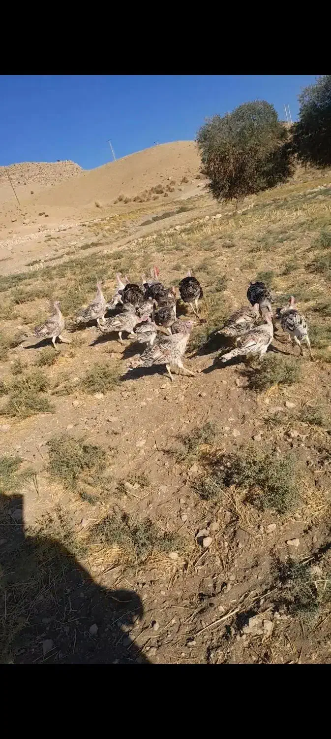 ۲۲ عدد بوقلمون نرو ماده یه جا میفروشم|حیوانات مزرعه|کوهدشت, |دیوار