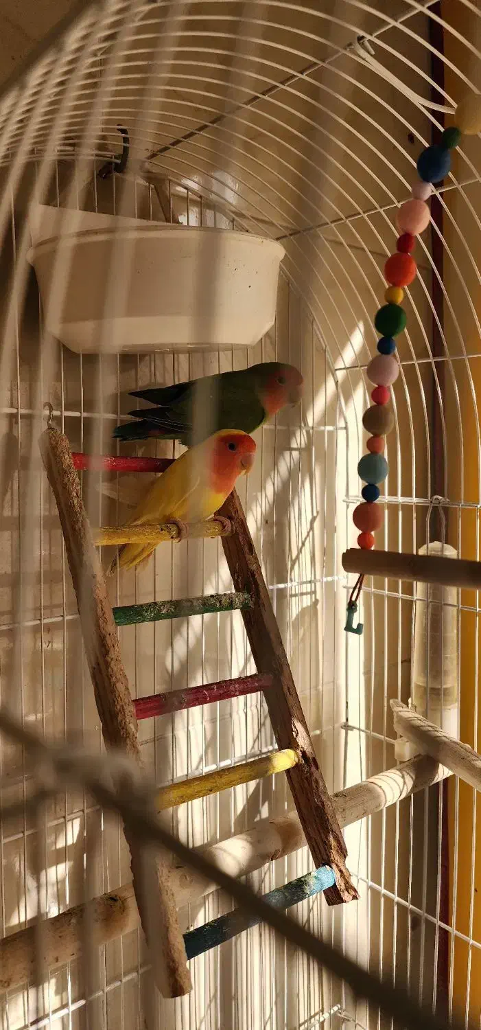 طوطی برزیلی|پرنده|شهریار, شهریار|دیوار