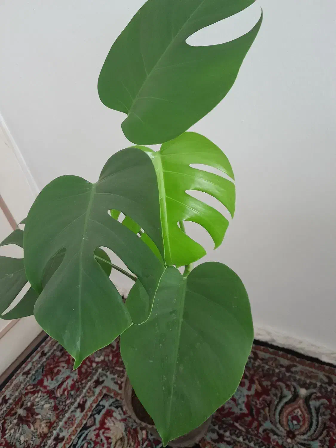 برگ انجیری|گل و گیاه طبیعی|سنندج, |دیوار