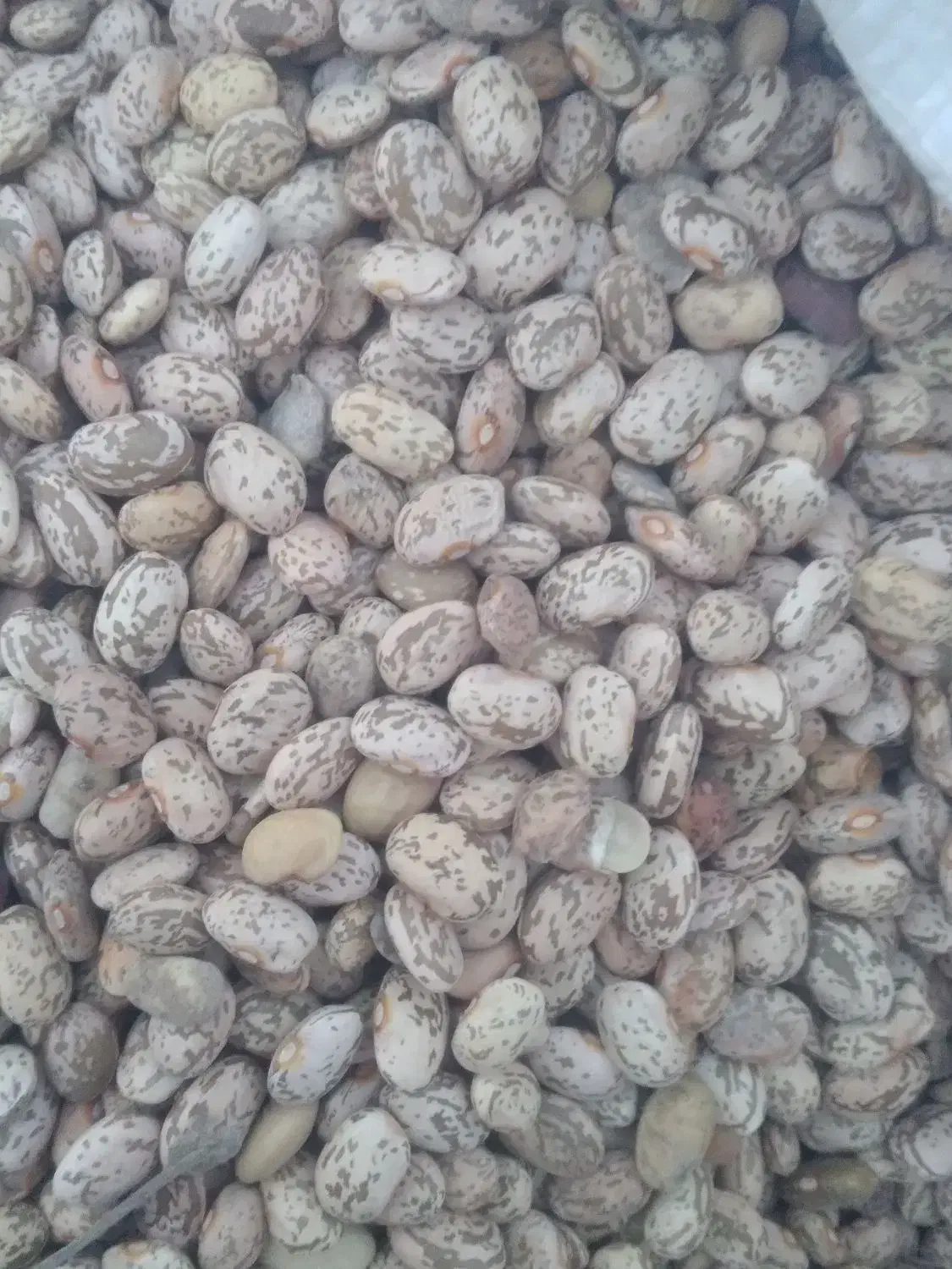 لوبیا چیتی محلی|خوردنی و آشامیدنی|مسجد سلیمان, |دیوار