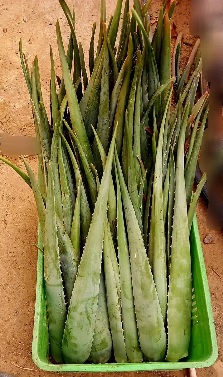 آلوورا خوراکی وآرایشی|گل و گیاه طبیعی|مشهد, شهید شهریاری|دیوار