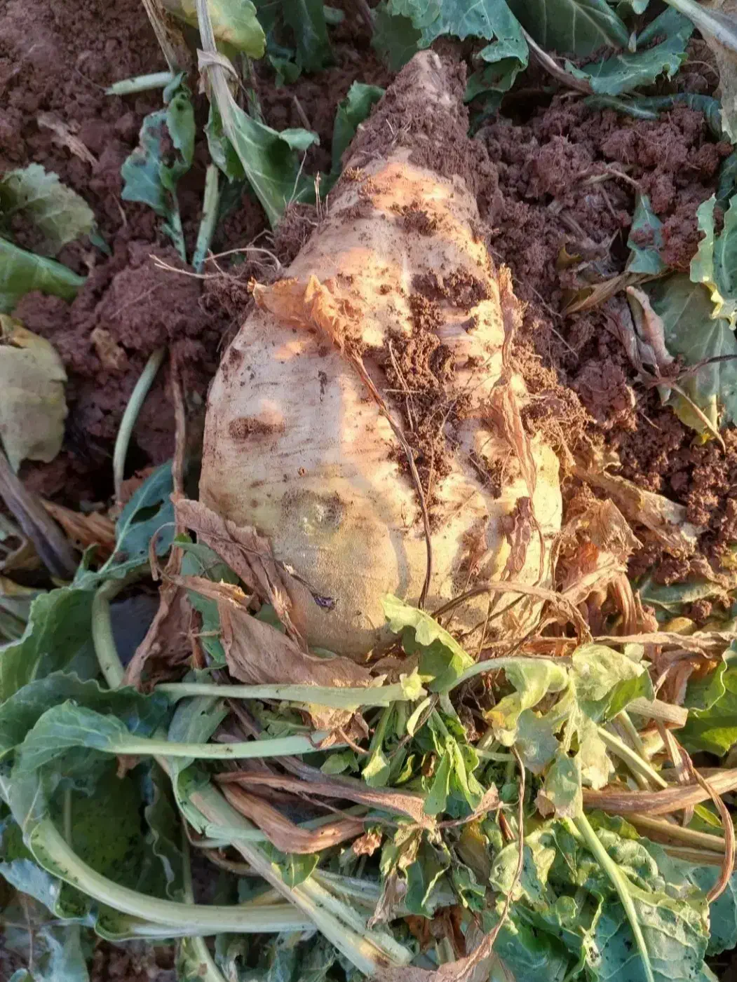 درشت درجه یک|خدمات باغبانی و درختکاری|سبزوار, پیروزی|دیوار