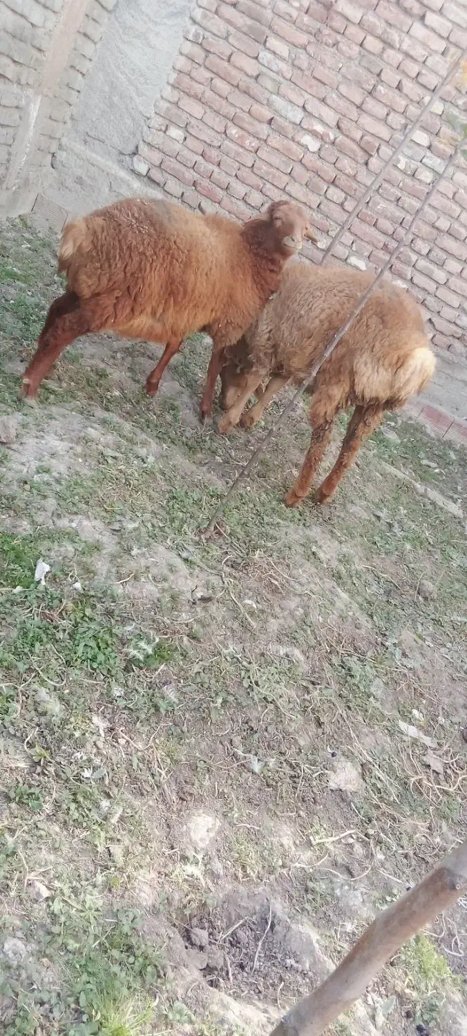 بر شیر مست|حیوانات مزرعه|اردبیل, |دیوار