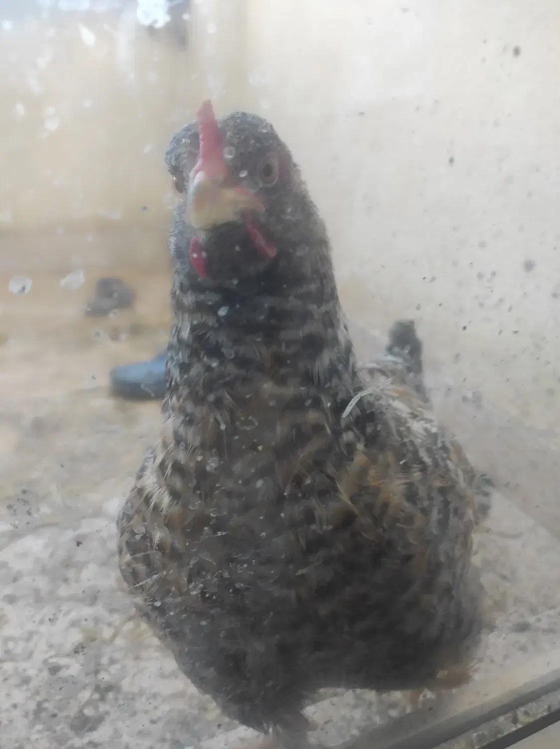 خروس  ۵ماهه|حیوانات مزرعه|پرند, فاز ۶|دیوار