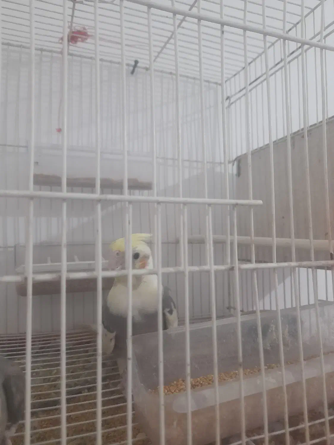 عروس هلندی با تخم|پرنده|تربت جام, فاز ۱ فرهنگیان|دیوار