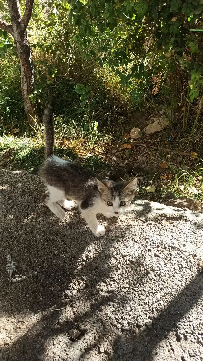 واگذاری بچه گربه|گربه|بیجار, |دیوار