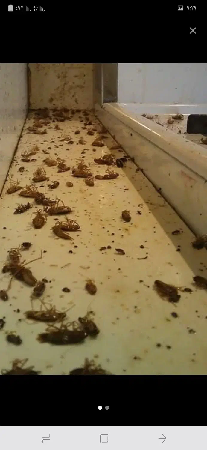 سمپاشی منزل|خدمات نظافت|سهند, |دیوار