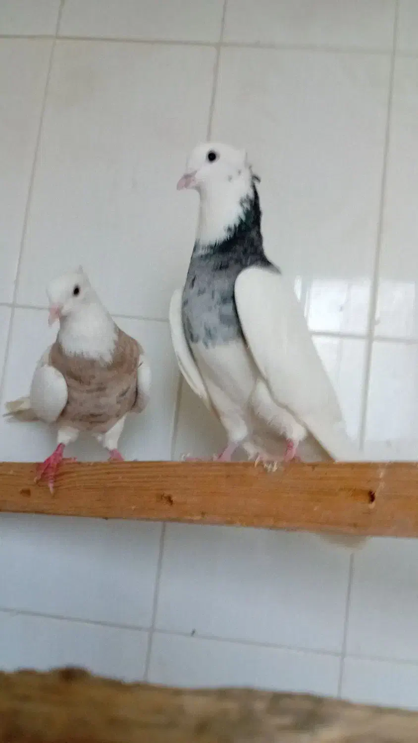 طوقی نر ماده  شهریار استم|پرنده|شهریار, اسکمان|دیوار