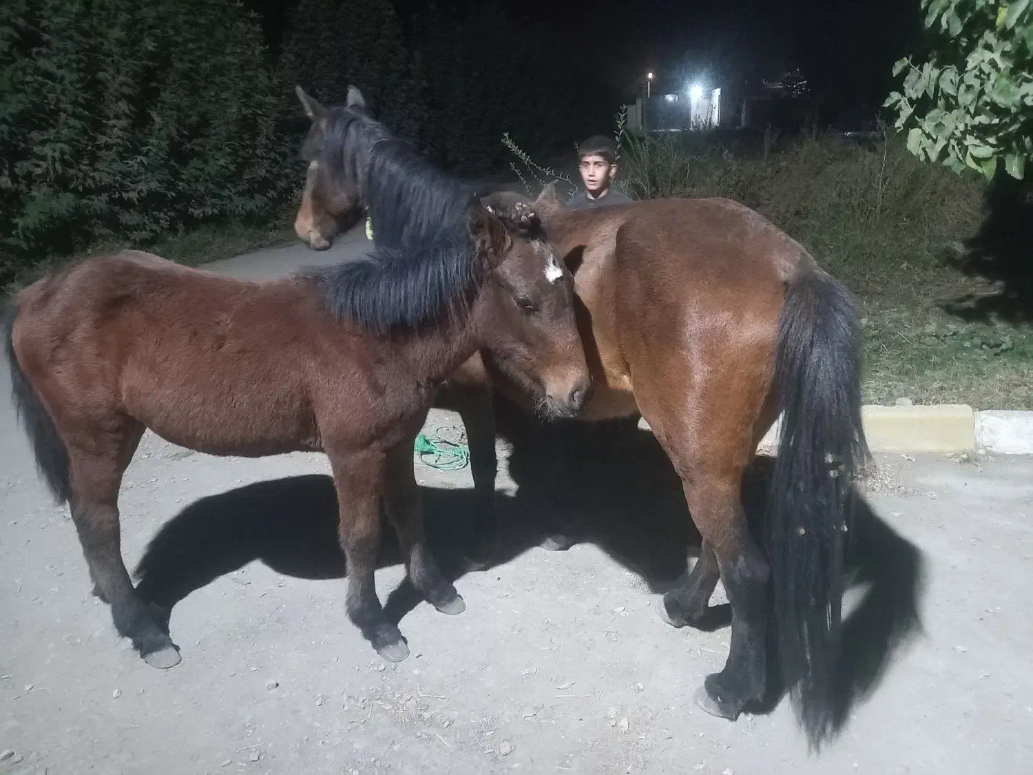 اسب مادیون|اسب و تجهیزات اسبسواری|چناران, |دیوار