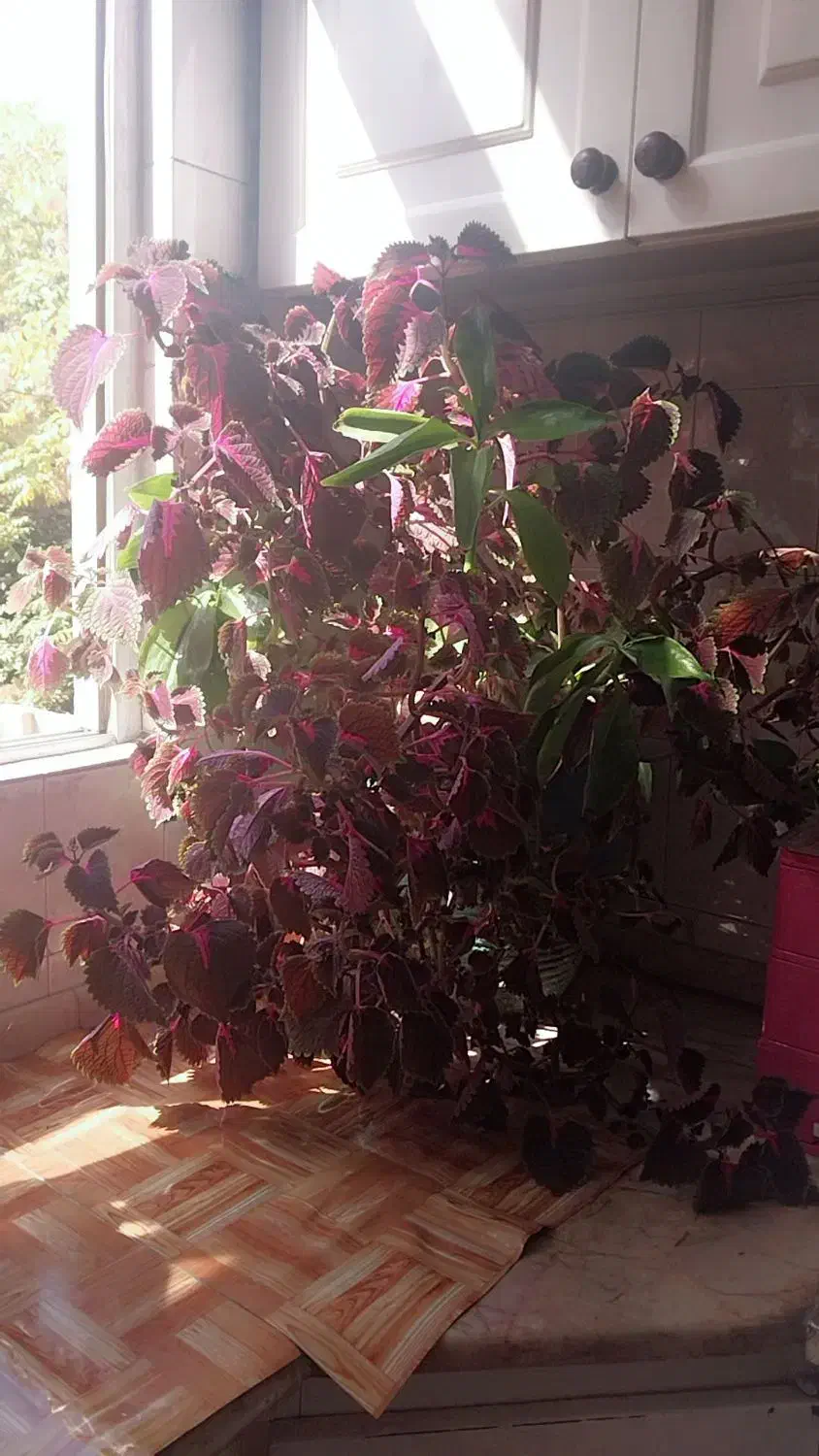 گل حسن یوسف|گل و گیاه طبیعی|مشهد, کوشش|دیوار