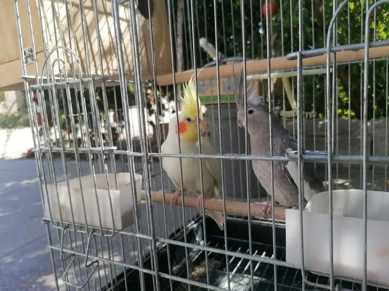 عروس هلندی مولد روی تخم|پرنده|نورآباد ممسنی, |دیوار