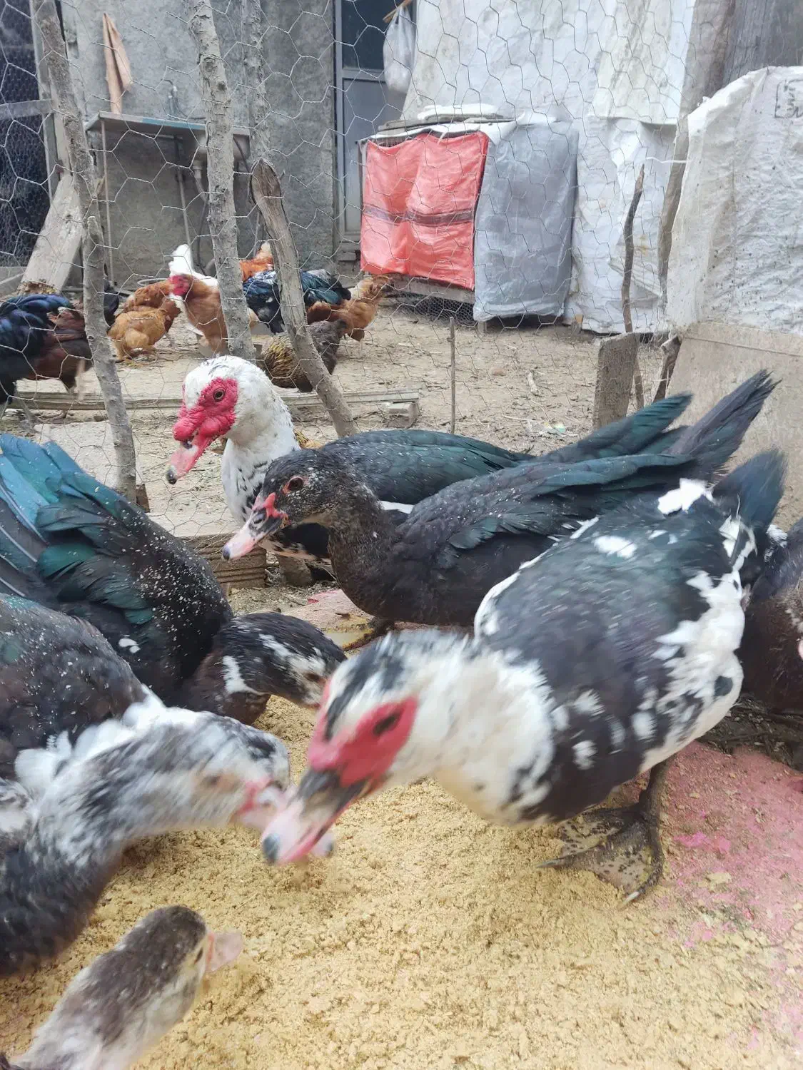 فروش اردک نر و ماده بالغ و نیمچه|حیوانات مزرعه|بهشهر, |دیوار