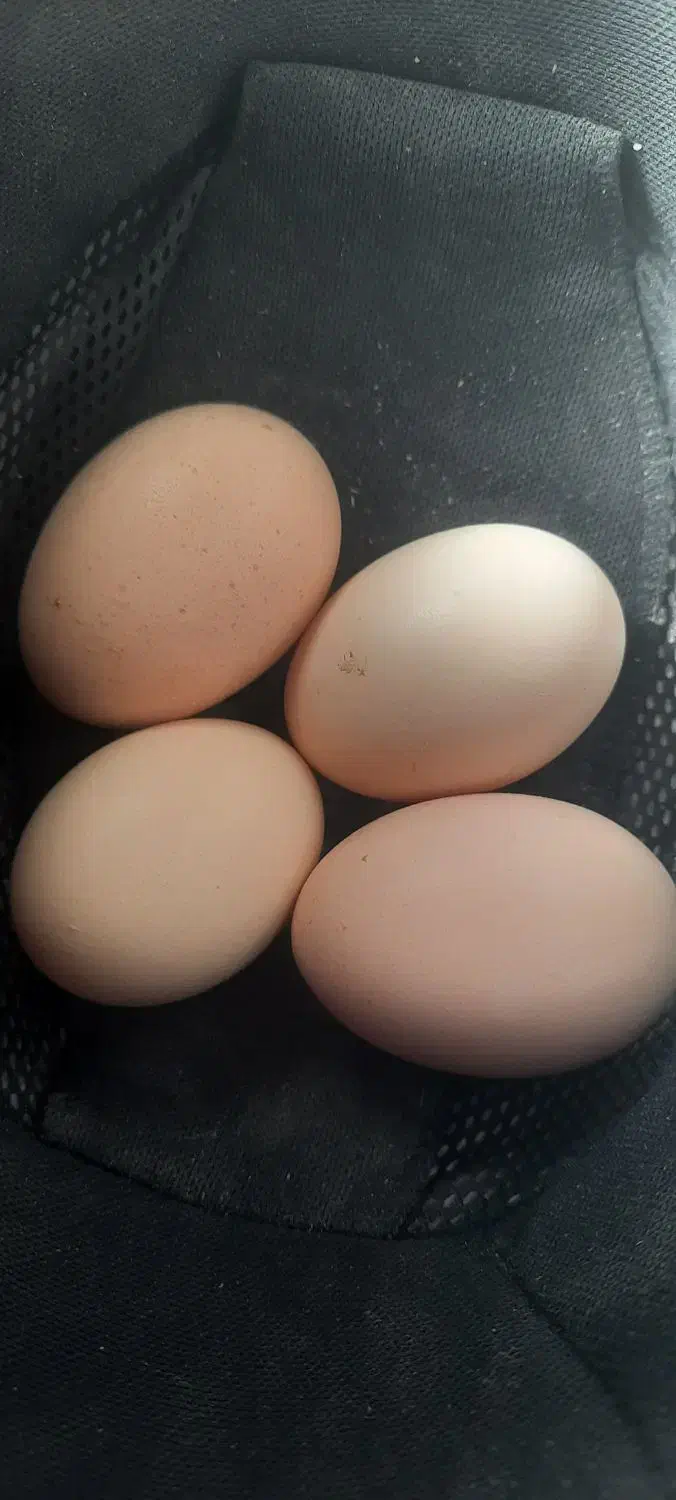 تخم مرغ نطفه دار لاری|حیوانات مزرعه|حمیدیا, |دیوار