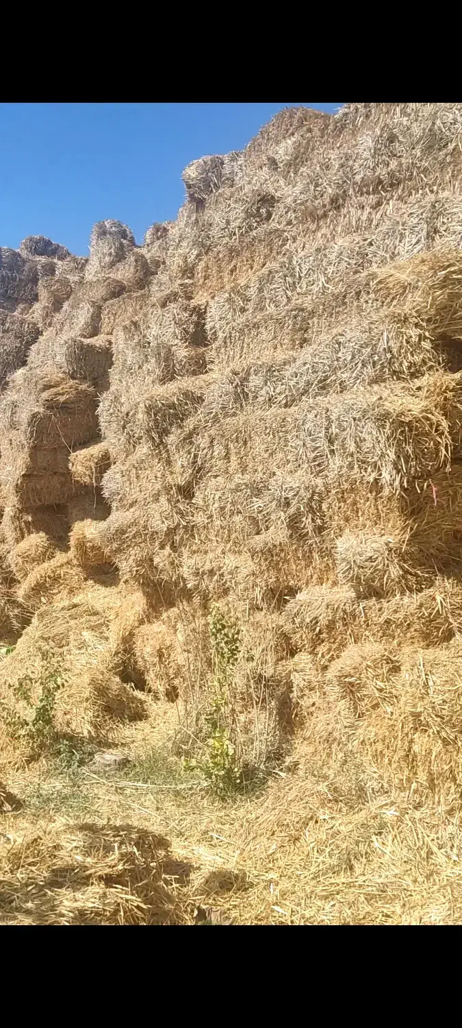 کلش|حیوانات مزرعه|قیدار, |دیوار