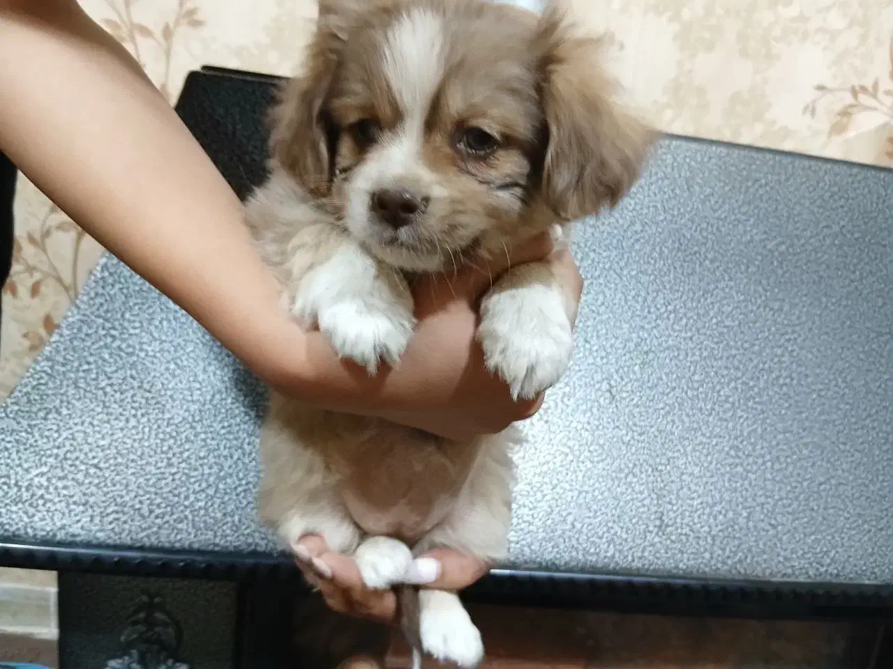 واگذاری سگ پاکوتاه|سگ|یزدان شهر, |دیوار