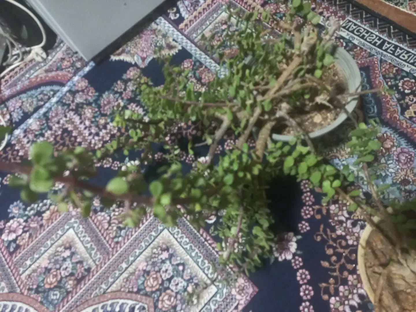 گل غرفهای|گل و گیاه طبیعی|شیراز, مسلم|دیوار