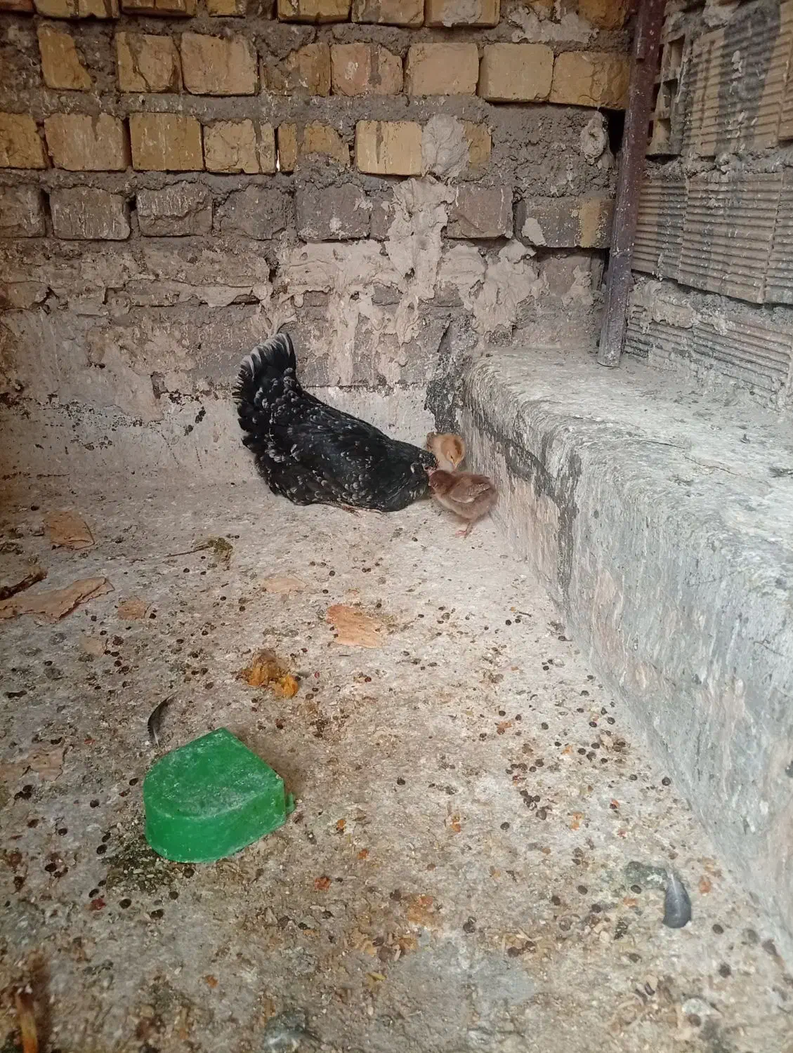 مرغ گلین|حیوانات مزرعه|قم, یزدانشهر|دیوار