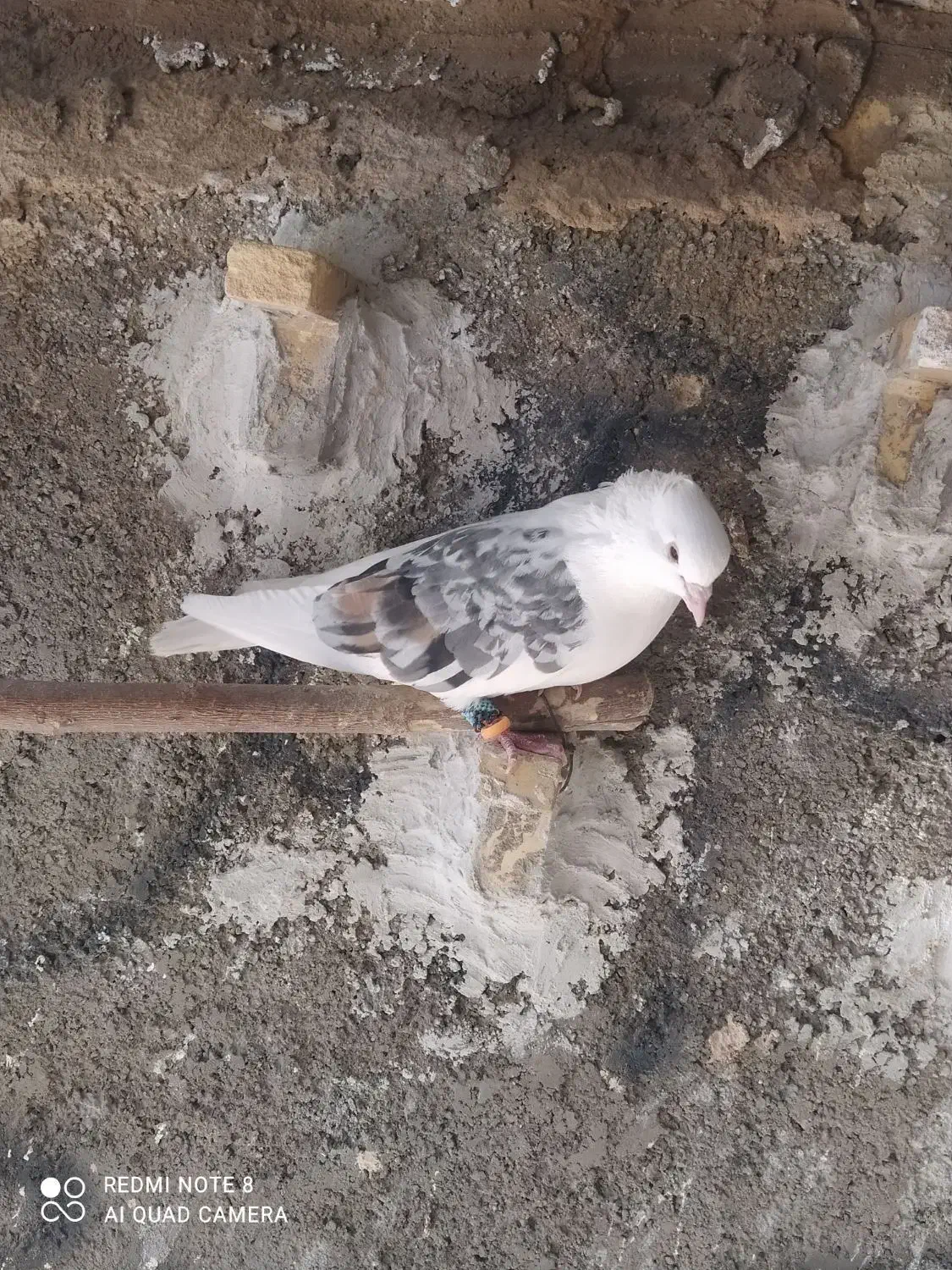 کبوتر دوکت|حیوانات|مبارکه, |دیوار