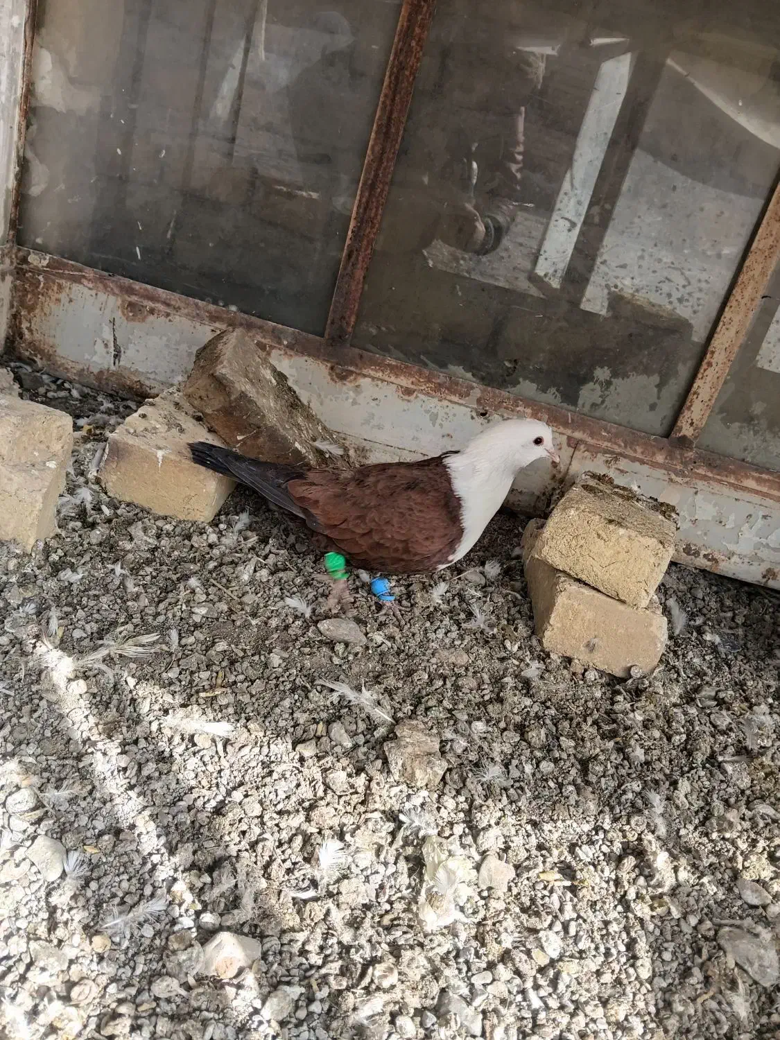 کلاغ|پرنده|تربت‌حیدریه, بالا ولایت|دیوار