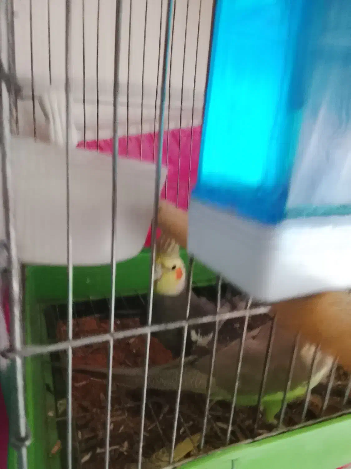 عروس هلندی|پرنده|پیرانشهر, |دیوار