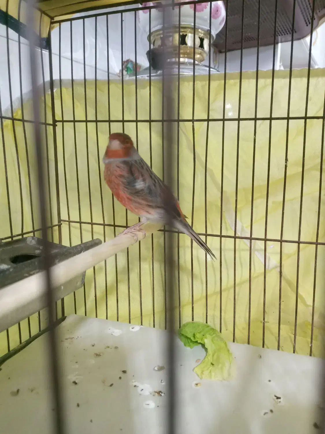 فروش ۵ عدد قناری نر مست اماده جفت|پرنده|بروجرد, |دیوار