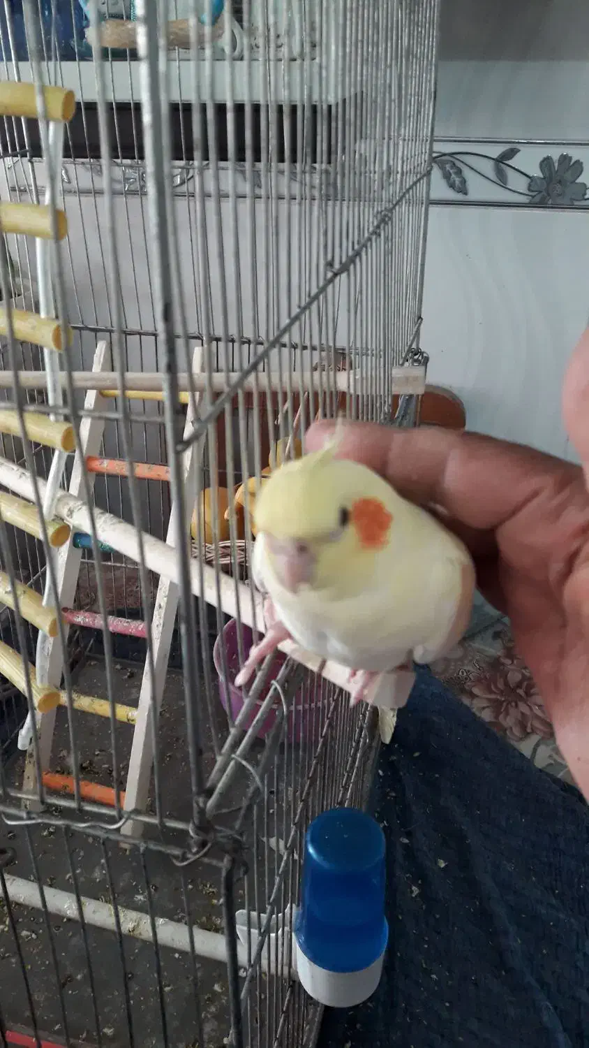 عروس دستی|پرنده|قنوات, |دیوار