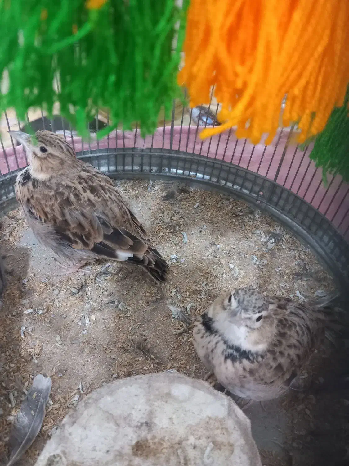 قناری|پرنده|بندر امام خمینی, |دیوار