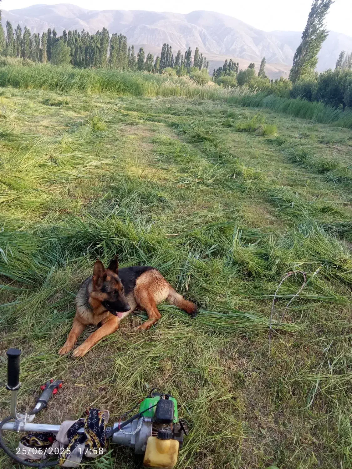 گمشده در روستا|حیوانات|شیروان (خراسان), |دیوار