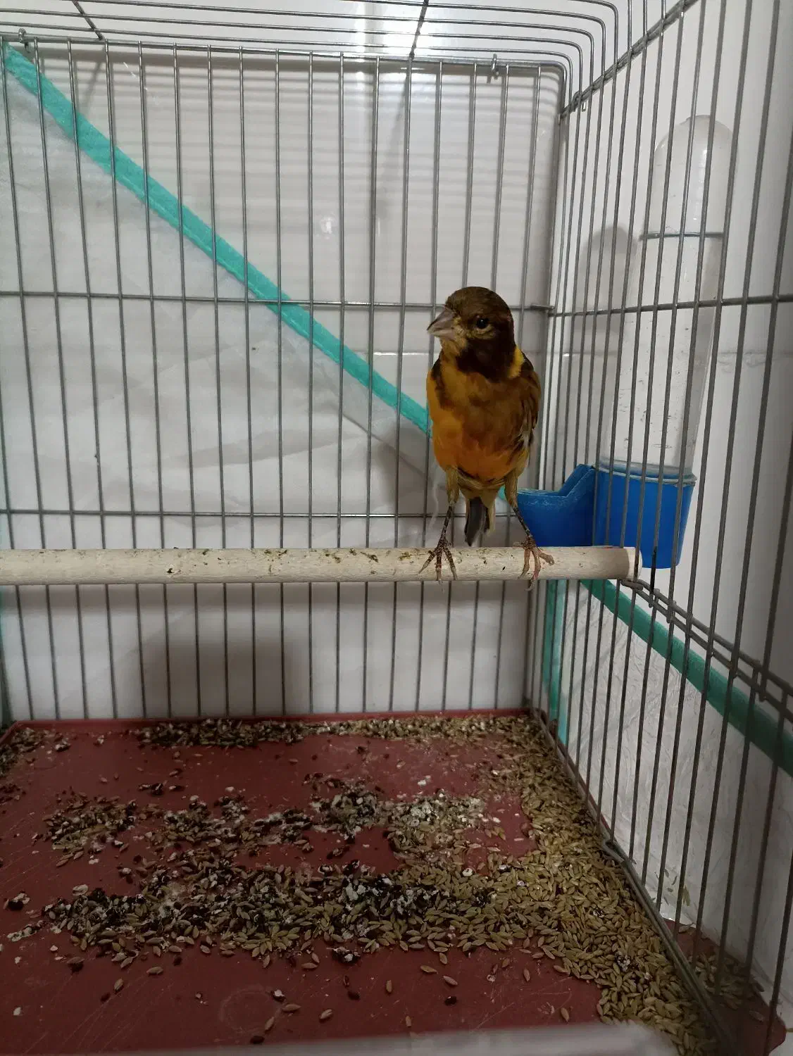 قناری ابلغ|پرنده|شیراز, کوشک میدان|دیوار