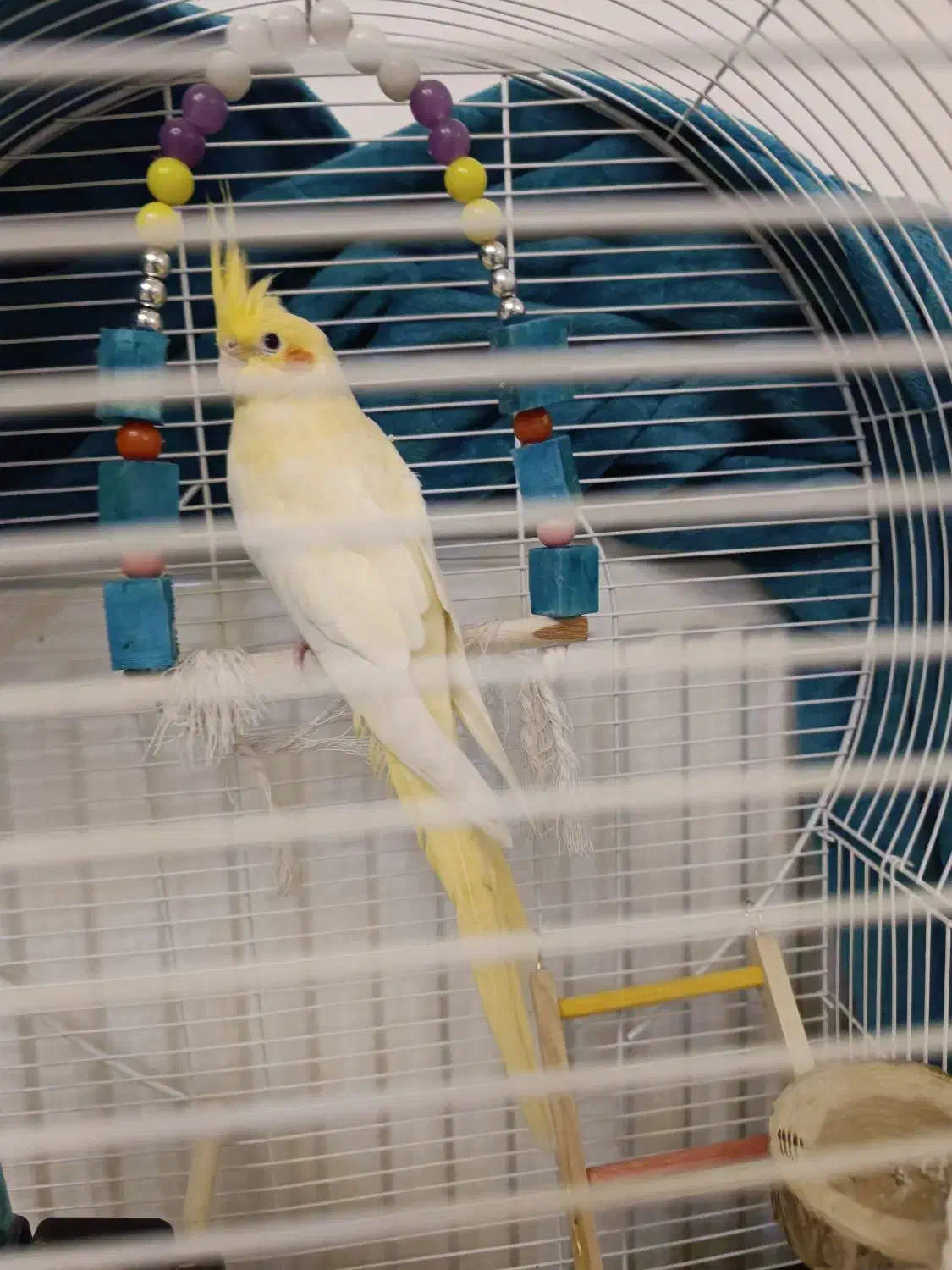 عروس هلندی۷ماهه|پرنده|خلخال, |دیوار