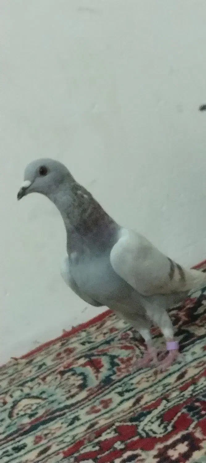 چفت نر لای. و مگس|پرنده|زابل, |دیوار
