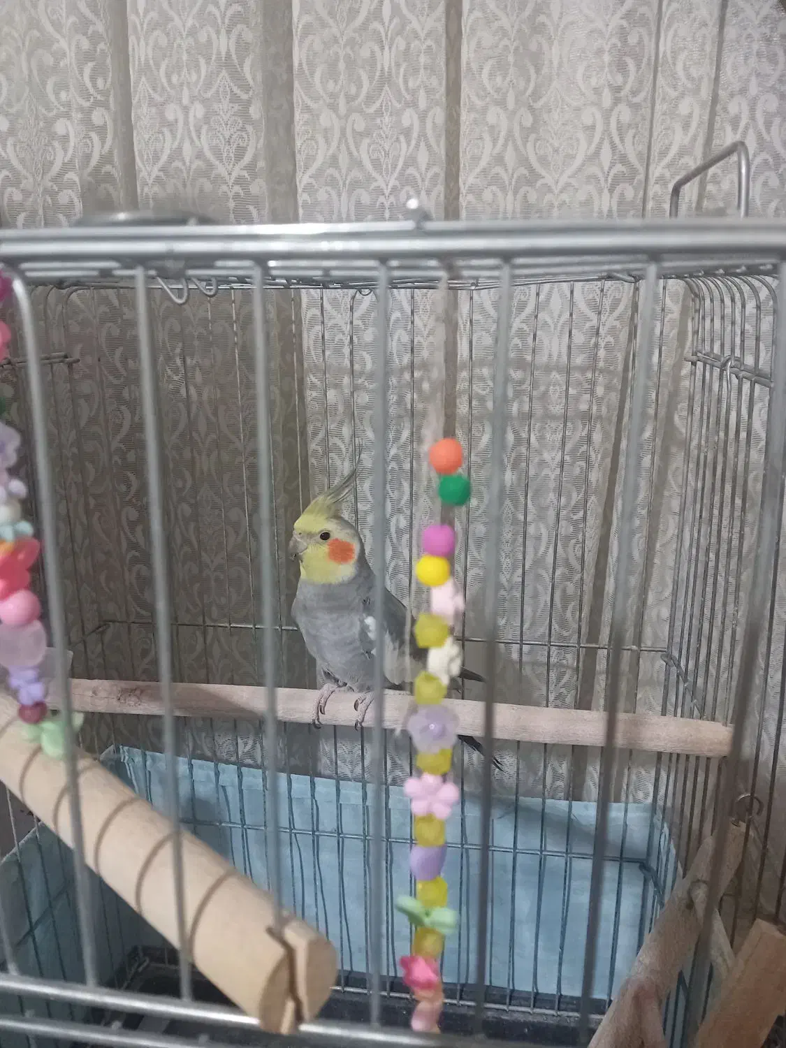 عروس هلندی سخنگو|پرنده|رباطکریم, رباطکریم|دیوار