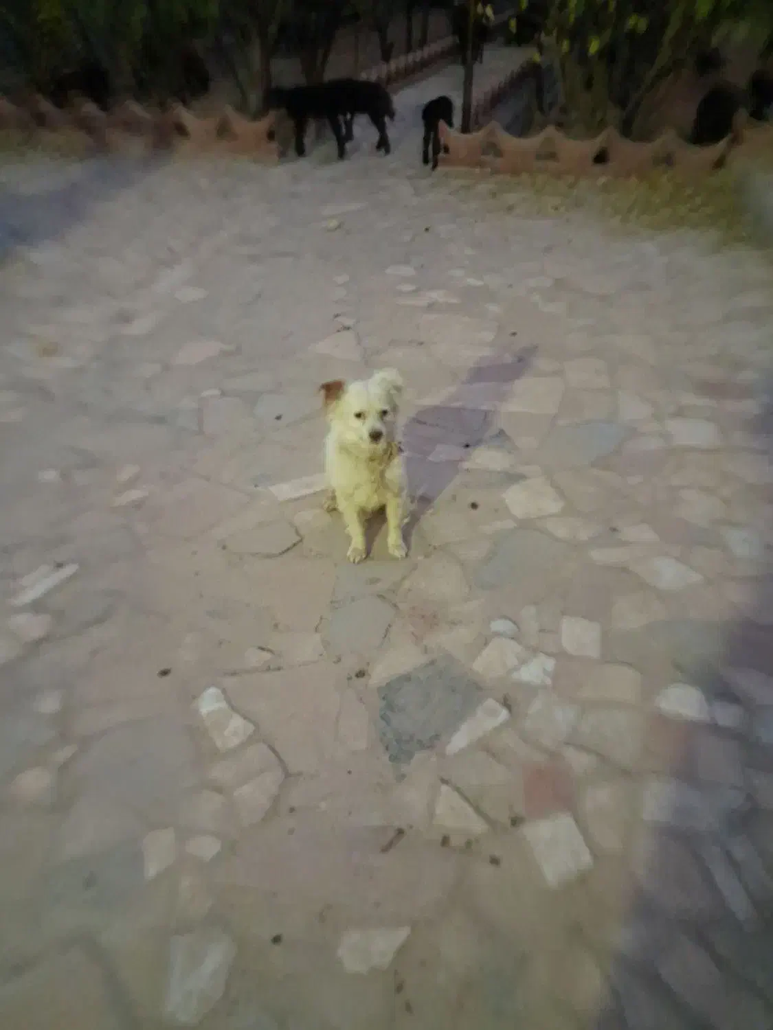 سگ پاپی لوس|سگ|فولادشهر, فولادشهر|دیوار