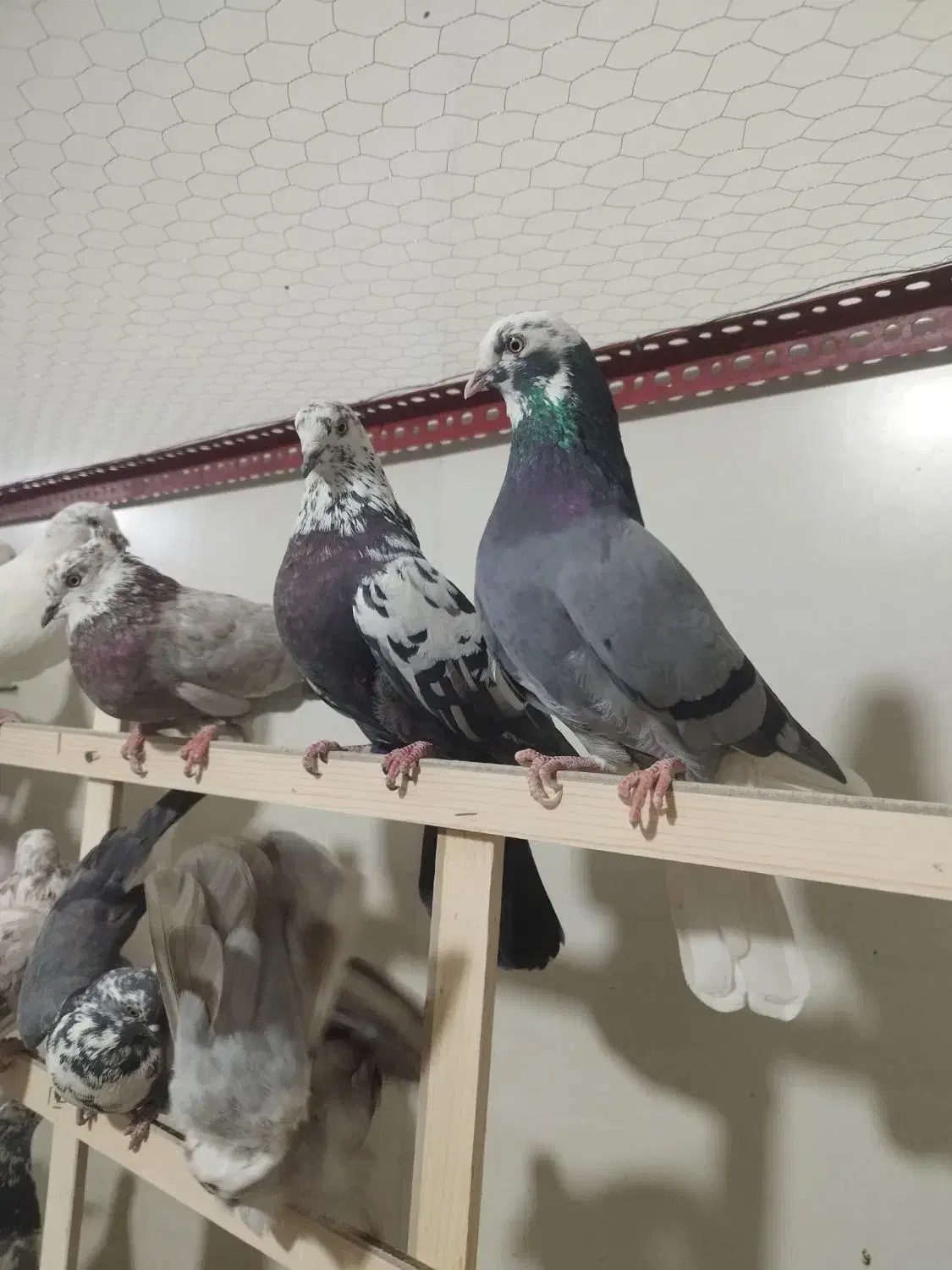 کفتر پرشی 70 عدد یجایی|پرنده|نسیم‌شهر, |دیوار