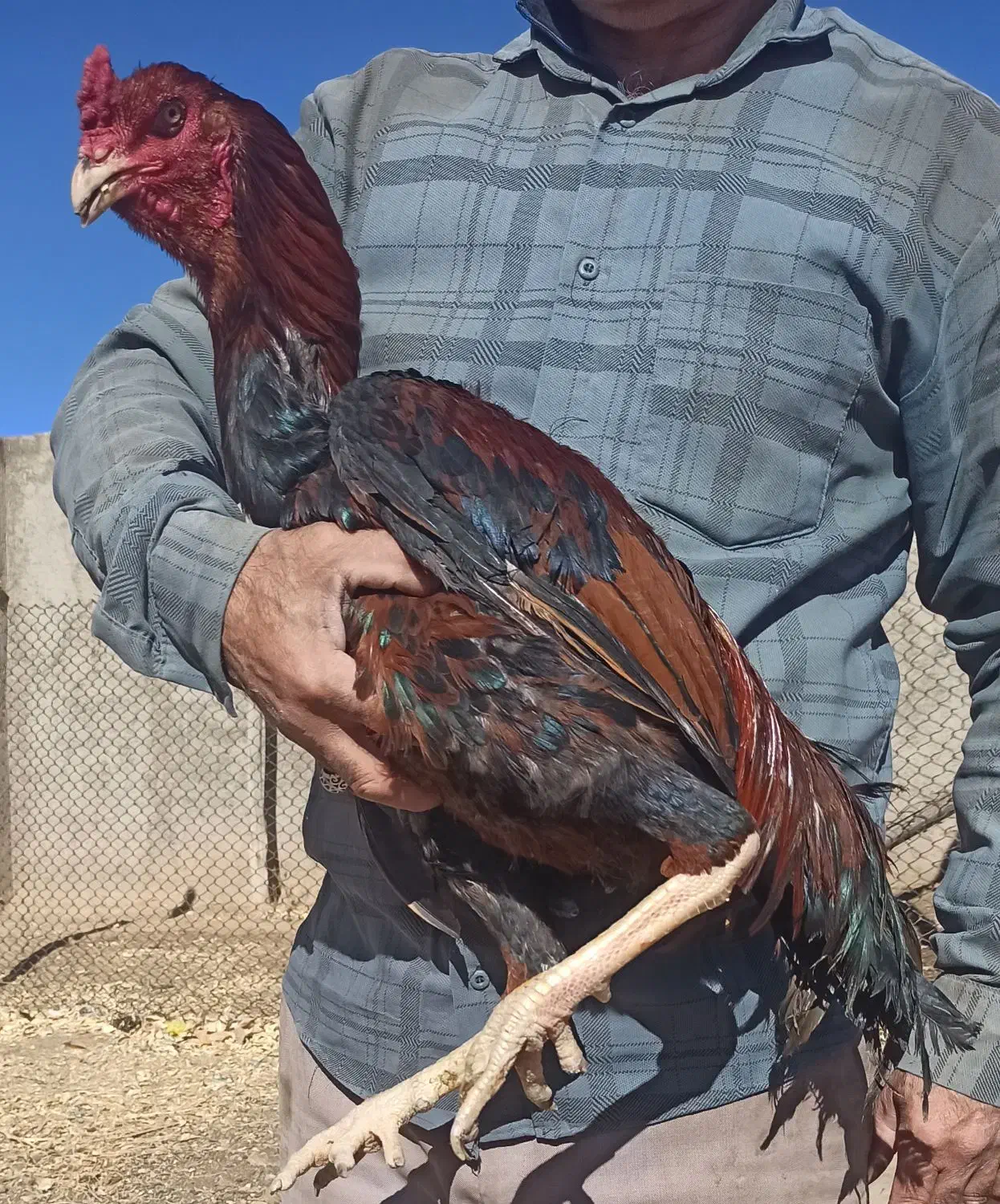 خروس لاری نسل طوفان عامر|حیوانات مزرعه|خرمدره, |دیوار