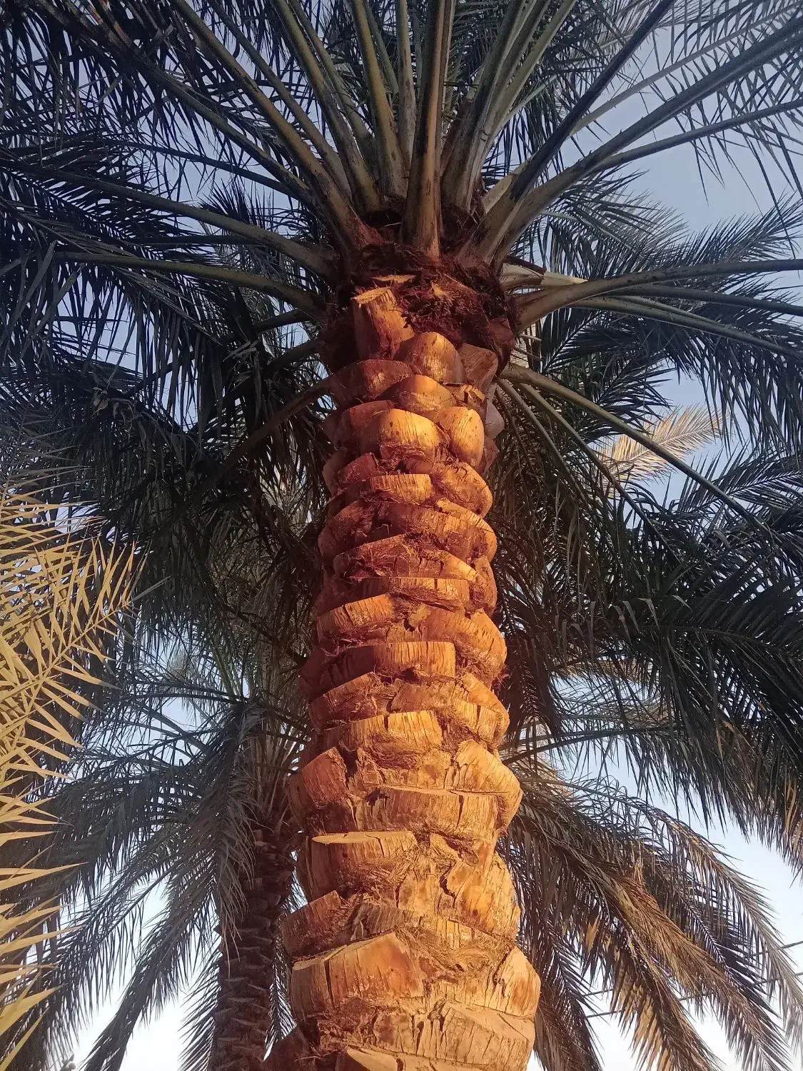 هرس انواع نخل خرما|خدمات باغبانی و درختکاری|اردکان, |دیوار