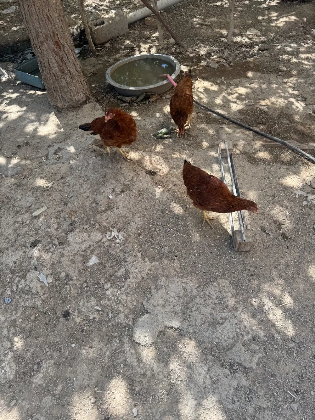 مرغ|حیوانات مزرعه|چهاردانگه (تهران), |دیوار