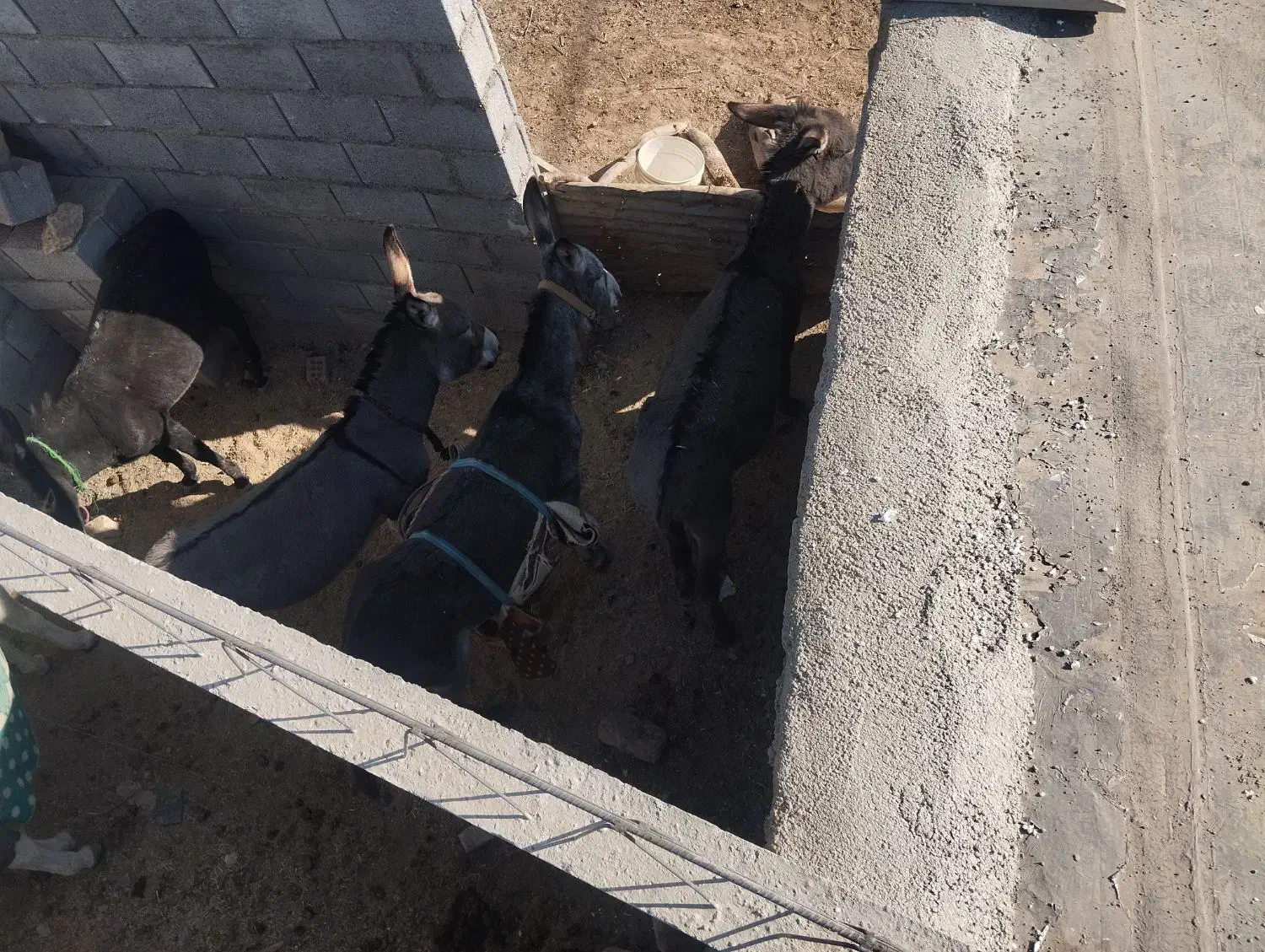 خر گلی سر حال همه هم باری|حیوانات مزرعه|الیگودرز, |دیوار