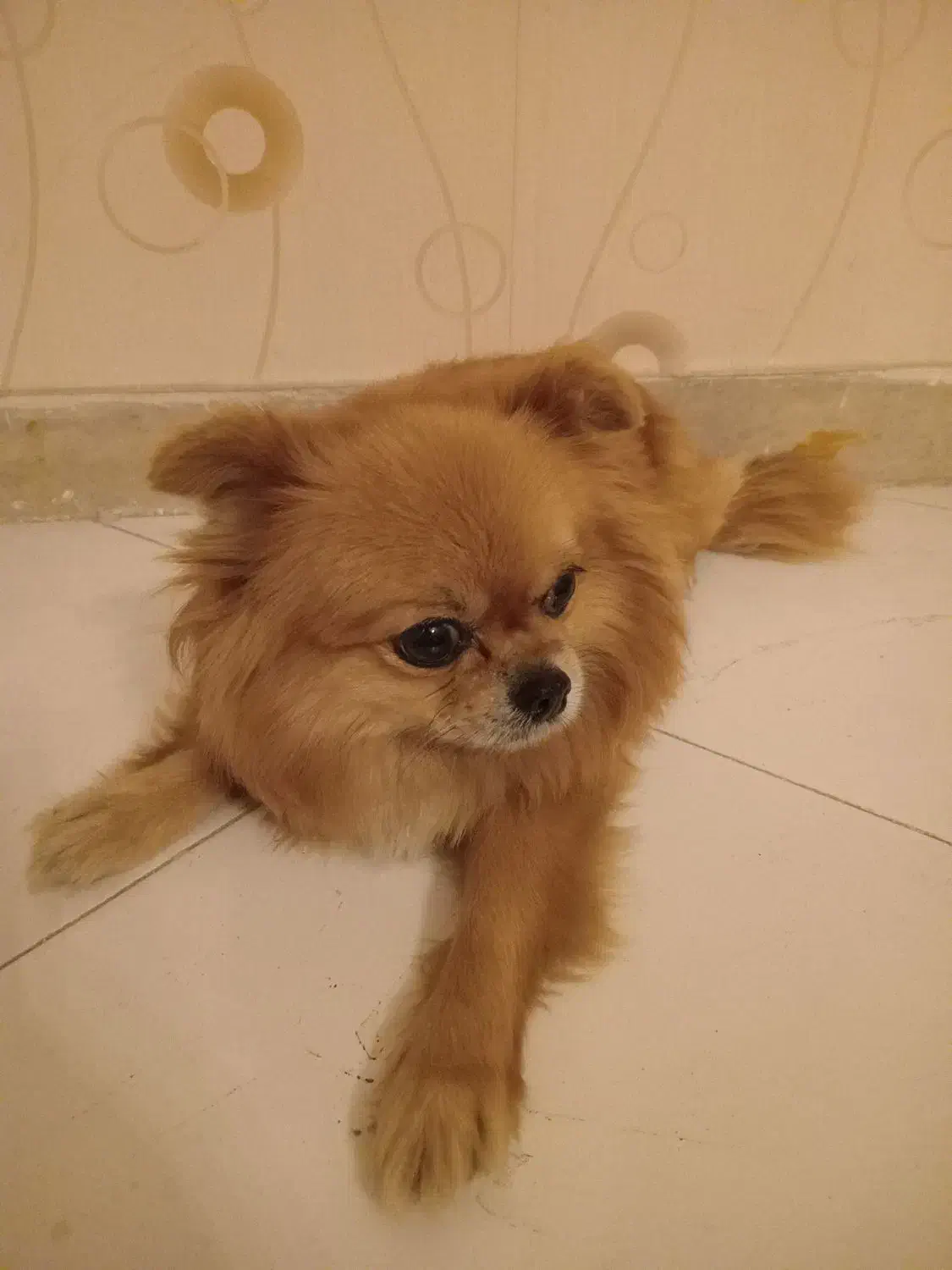 پامرین|سگ|ری, حمزهآباد|دیوار