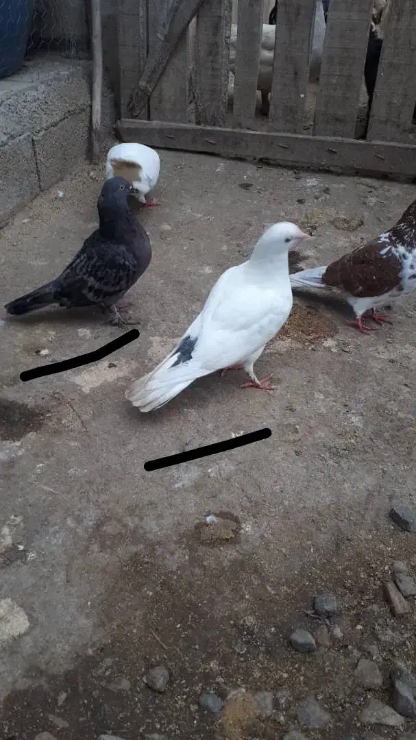 کبوتر|پرنده|ماسال, |دیوار