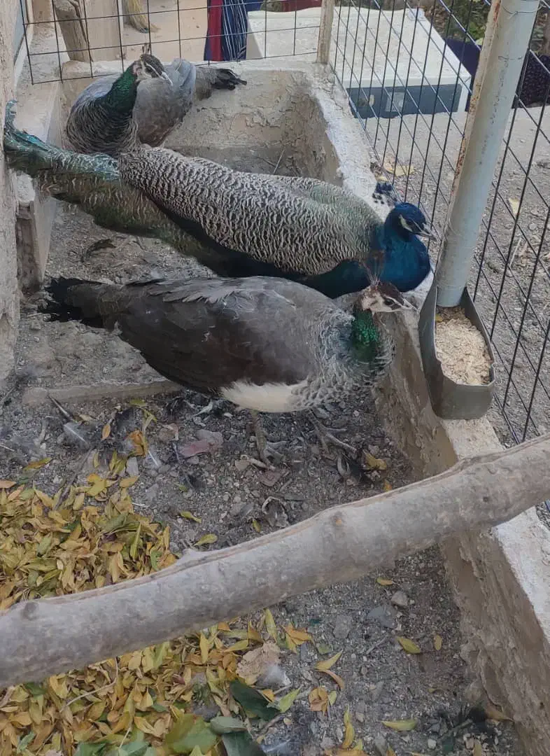 طاووس بالغ|پرنده|برزک, |دیوار