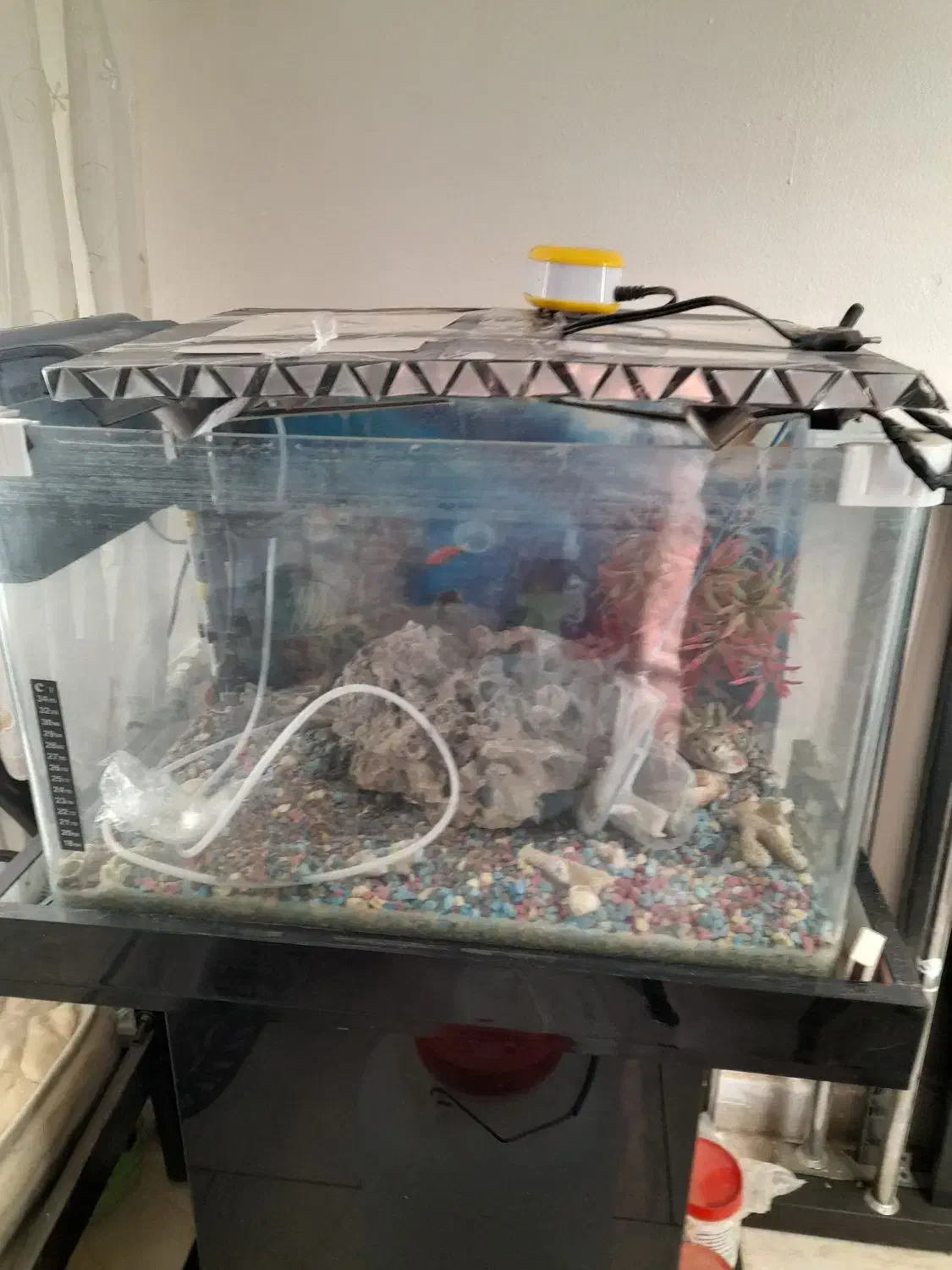 اکواریوم شیشه خم شرکتی|ماهی|پرند, فاز ۶|دیوار