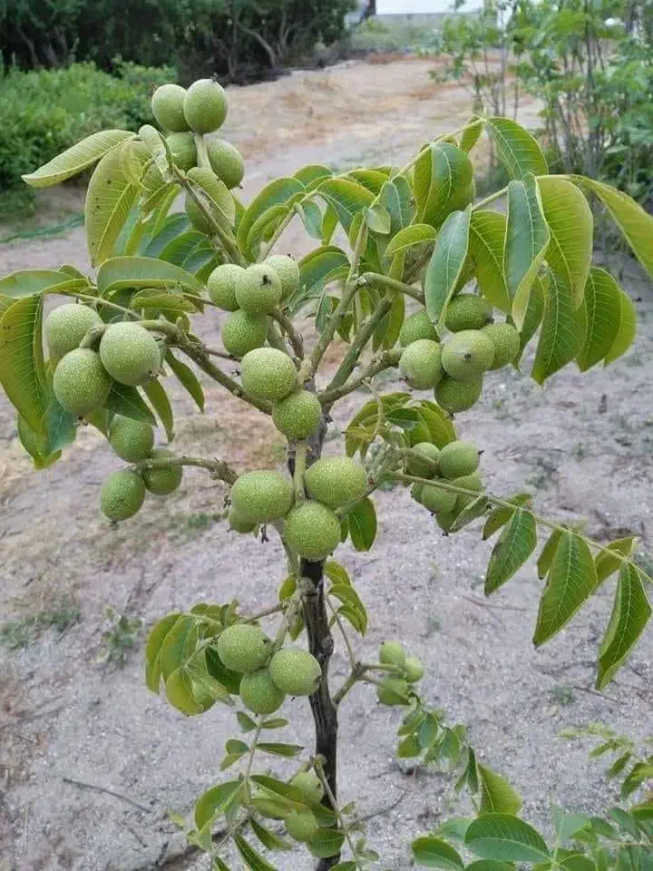 تولیدکننده نهال انواع صنوبر، میوه، گردو، بادام|خدمات باغبانی و درختکاری|شاهین‌شهر, ۹ دی|دیوار