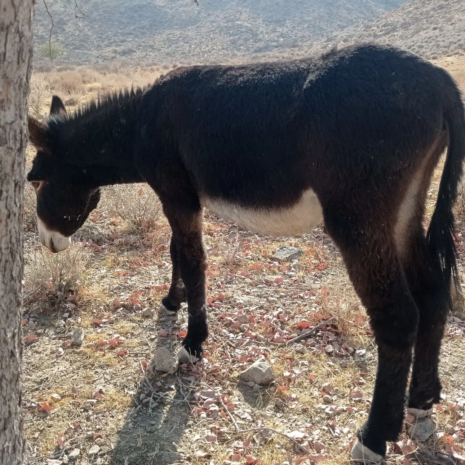 الاغ نر دوسال ونیم سن ...|حیوانات مزرعه|راهگان, |دیوار